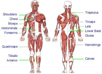 Anatomy Chart Loading....